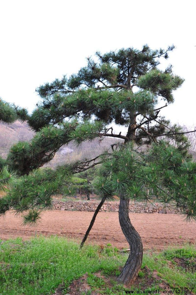 油松根雕應當怎么進行保養(yǎng)？