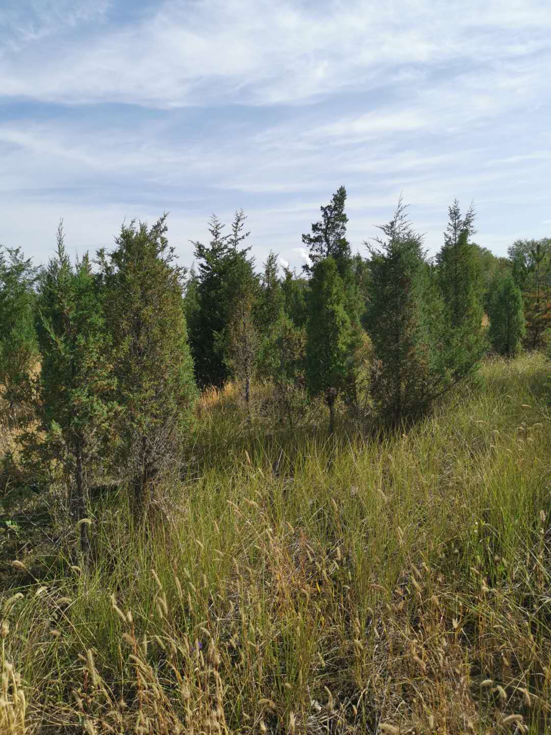 種植苗木前可以使用哪些方法進行土壤消毒？